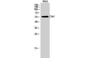 Western Blotting (WB) image for anti-Checkpoint Kinase 1 (CHEK1) (Ser246) antibody (ABIN3174381) (CHEK1 antibody  (Ser246))