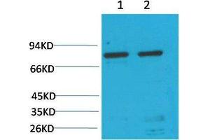 Western Blot (WB) analysis of 1)HeLa, 2) Rat LiverTissue with GRP78/Bip Mouse Monoclonal Antibody diluted at 1:2000. (GRP78 antibody)