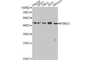 Western blot analysis of extracts of various cell lines, using PSMC5 antibody (ABIN6293149) at 1:1000 dilution. (PSMC5 antibody)