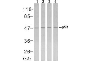 Western blot analysis using p53 (Ab-315) antibody (E021091). (p53 antibody)