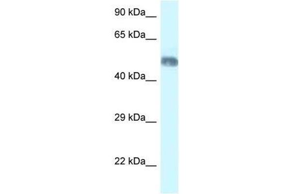 WDR8 antibody  (N-Term)