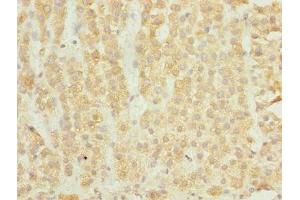 Immunohistochemistry of paraffin-embedded human adrenal gland tissue using ABIN7151524 at dilution of 1:100 (ELMOD1 antibody  (AA 185-334))