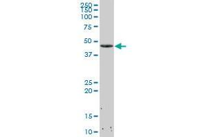 CDK4 MaxPab polyclonal antibody. (CDK4 antibody  (AA 1-303))