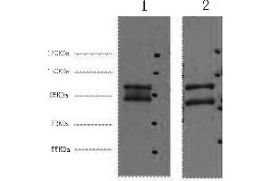 Western Blotting (WB) image for anti-Insulin-Degrading Enzyme (IDE) antibody (ABIN5959600) (IDE antibody)