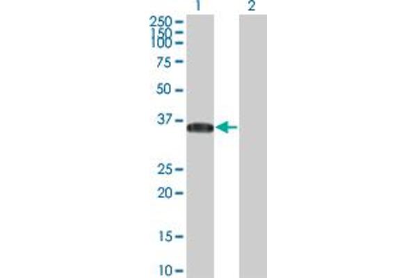 STAP1 antibody  (AA 186-293)