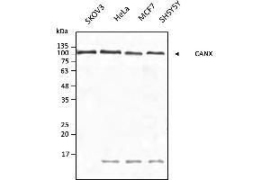 Western Blotting (WB) image for anti-Calnexin (CANX) (C-Term) antibody (DyLight 633) (ABIN7273050) (Calnexin antibody  (C-Term) (DyLight 633))