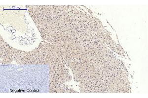 Immunohistochemical analysis of paraffin-embedded rat liver tissue. (NFKBIA antibody  (AA 10-90))