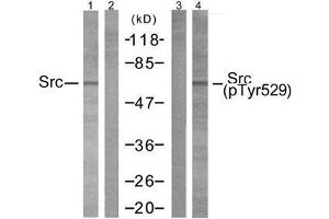 Western blot analysis of extracts from 293 cells using Src (Ab-529) antibody (E021168, Lane1 and 2) and Src (phospho-Tyr529) antibody (E011153, Lane 3 and 4). (Src antibody)