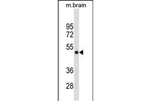 Western blot analysis in mouse brain tissue lysates (35ug/lane). (HMBOX1 antibody  (AA 197-223))