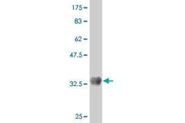 SCN2A antibody  (AA 273-362)