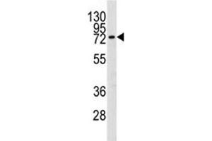 Western blot analysis of MMP9 in mouse spleen lysate. (MMP 9 antibody  (AA 644-673))