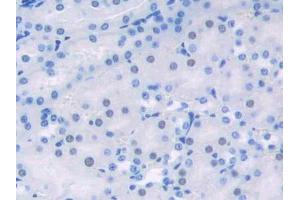 IHC-P analysis of Mouse Kidney Tissue, with DAB staining. (HDGF antibody  (AA 14-187))