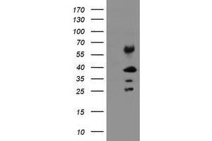 Image no. 2 for anti-Transmembrane Protein 173 (TMEM173) antibody (ABIN1501424) (STING/TMEM173 antibody)