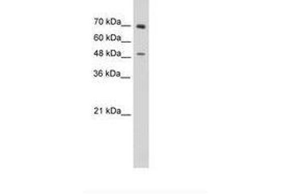 ZNF821 antibody  (C-Term)