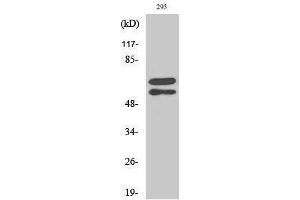 Western Blotting (WB) image for anti-V-Yes-1 Yamaguchi Sarcoma Viral Related Oncogene Homolog (LYN) (pTyr508) antibody (ABIN3182490) (LYN antibody  (pTyr508))