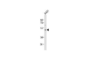 Anti-P23A Antibody (C-Term)at 1:1000 dilution + A431 whole cell lysates Lysates/proteins at 20 μg per lane. (MMP23A antibody  (AA 328-362))