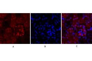 Immunofluorescence analysis of mouse kidney tissue. (Cyclin A antibody  (AA 190-270))