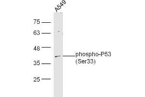 Human A549 lysates probed with Rabbit Anti-P53(Ser33) Polyclonal Antibody, Unconjugated  at 1:5000 for 90 min at 37˚C. (p53 antibody  (pSer33))