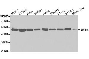 Western blot analysis of extracts of various cell lines, using EIF4A1 antibody. (EIF4A1 antibody)