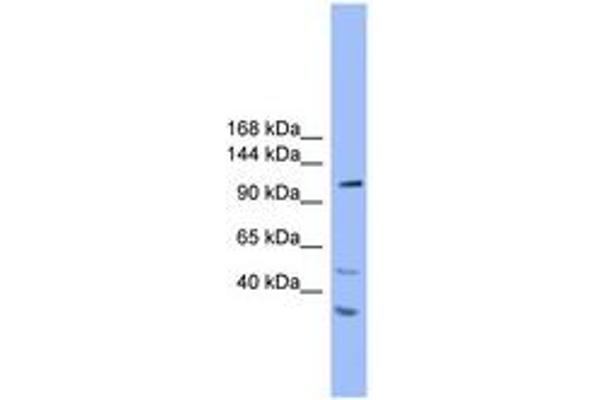 STARD8 antibody  (AA 201-250)