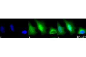 Immunocytochemistry/Immunofluorescence analysis using Rabbit Anti-SOD (Cu/Zn) Polyclonal Antibody . (SOD1 antibody  (Biotin))