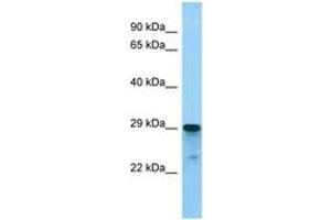 Image no. 1 for anti-Arginine and Glutamate Rich 1 (ARGLU1) (N-Term) antibody (ABIN6748291) (ARGLU1 antibody  (N-Term))