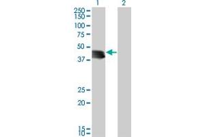 STBD1 antibody  (AA 1-358)