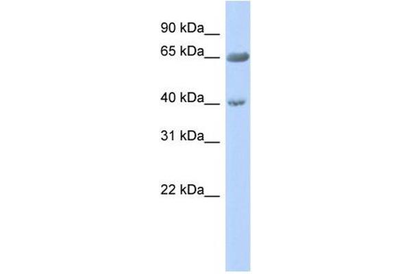 ZNF234 antibody