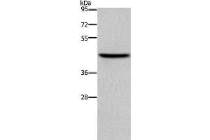 Western Blot analysis of NIH/3T3 cell using TFDP1 Polyclonal Antibody at dilution of 1:650 (DP1 antibody)