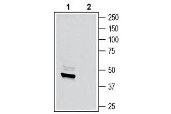 SCTR antibody  (Extracellular, N-Term)