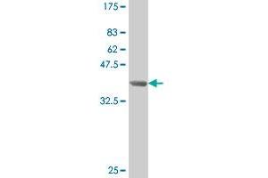 Western Blot detection against Immunogen (39. (SMAD3 antibody  (AA 147-270))