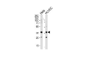 Western Blotting (WB) image for anti-Glyceraldehyde-3-Phosphate Dehydrogenase (GAPDH) (AA 62-91), (N-Term) antibody (ABIN392353)