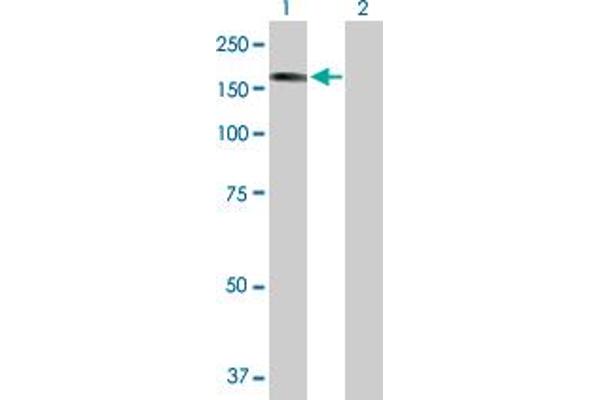 STK36 antibody  (AA 1-1315)