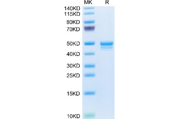 MCEMP1 Protein (AA 92-183) (Fc Tag)