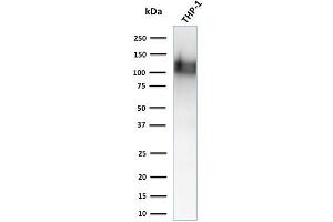 Western Blot Analysis of human THP-1 cell lysate using CD31 Monoclonal Antibody (1A10) (CD31 antibody  (Extracellular Domain))