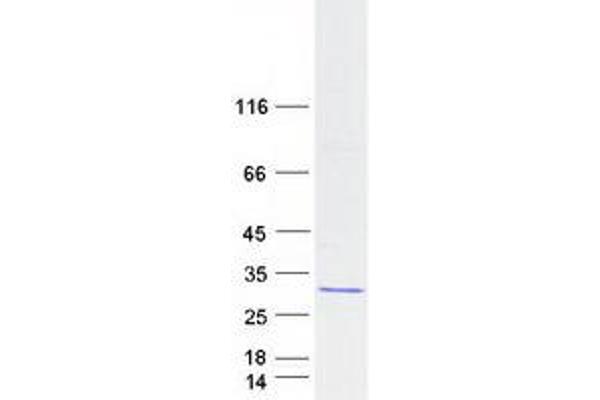 ATP5O Protein (Myc-DYKDDDDK Tag)