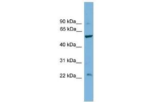 Western Blot showing PPP5C antibody used at a concentration of 1. (PP5 antibody  (Middle Region))