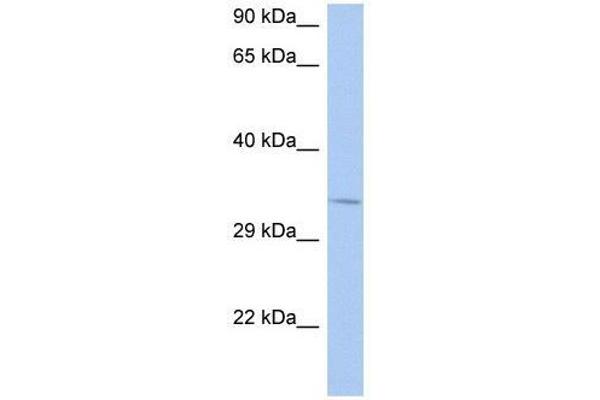 NAPB antibody  (N-Term)