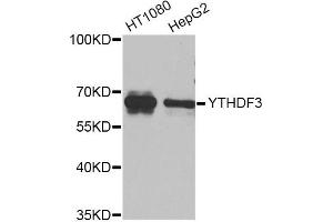 Western blot analysis of extracts of various cell lines, using YTHDF3 Antibody (ABIN5974579) at 1/1000 dilution. (YTHDF3 antibody)