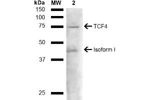 Western blot analysis of Mouse liver lysate showing detection of ~71. (TCF4 antibody  (AA 500-600) (Atto 390))