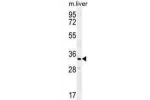 Western Blotting (WB) image for anti-Clavesin 2 (CLVS2) antibody (ABIN2996174) (CLVS2 antibody)