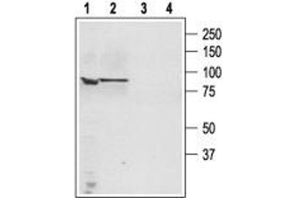 TRPC4 antibody  (C-Term, Intracellular)