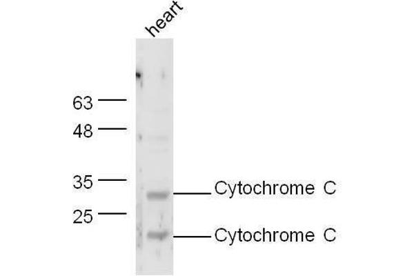 Cytochrome C antibody  (AA 51-105)