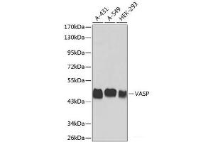Western blot analysis of extracts of various cell lines using VASP Polyclonal Antibody. (VASP antibody)