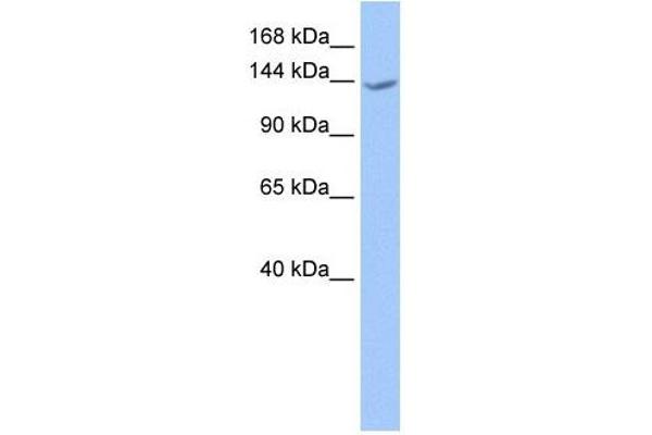 CACHD1 antibody  (N-Term)