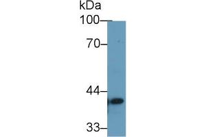 Western blot analysis of Human 293T cell lysate, using Human TMEM173 Antibody (1 µg/ml) and HRP-conjugated Goat Anti-Rabbit antibody ( (STING/TMEM173 antibody  (AA 159-373))