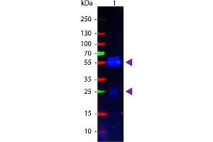 Western Blot of Goat anti-Rabbit IgG Pre-Adsorbed Atto 488 Conjugated Secondary Antibody. (Goat anti-Rabbit IgG (Heavy & Light Chain) Antibody (Atto 488) - Preadsorbed)