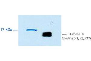 Detection of human Histone H3/Citrulline (R2, R8, R17) at 1/10. (Histone 3 antibody  (ciArg2, ciArg8, ciArg17))