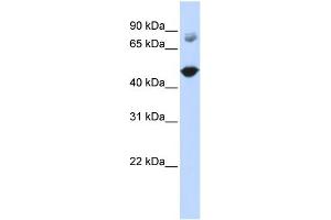 WB Suggested Anti-TBC1D16 Antibody Titration:  0. (TBC1D16 antibody  (Middle Region))