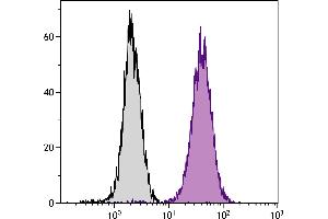 Human T cell leukemia cell line Jurkat was intracellularly stained with Mouse Anti-Human CD107b-PE. (LAMP2 antibody  (PE))